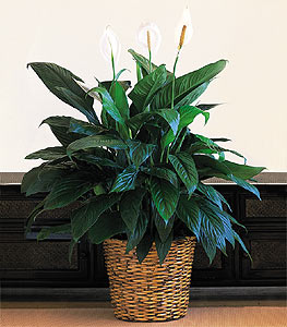 Ankara Gimsa AVM �i�ek online �i�ek sipari�i Large Spathiphyllum