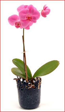 Ankara G�lba�� �ar�� AVM �i�ek ma�azas� , �i�ek�i adresleri Phalaenopsis Orchid Plant