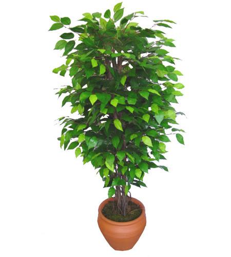 Ficus Benjamin 1,50 cm  Ankara Akvaryum AVM �i�ek yolla