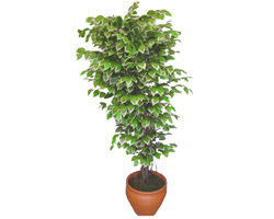 Ficus �zel Starlight 1,75 cm  Ankara Podium AVM  cicek , cicekci 