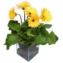 9 adet gerbera �i�egi ve cam tanzim Ankara Podium AVM  cicek , cicekci 