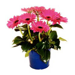 vazo i�erisinde gerbera �i�ekleri  Ankara Gordion Al��veri� Merkezi AVM online �i�ek g�nderme sipari�