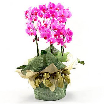 Ankara Nata Vega AVM �i�ek�iler 2 dal orkide , 2 k�kl� orkide - saksi �i�egidir