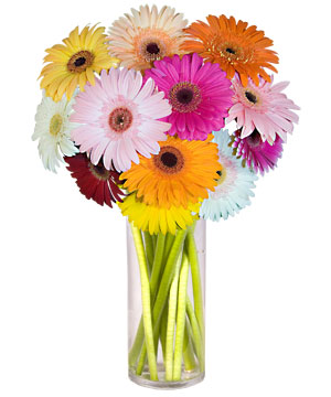 Ankara Kentpark Al��veri� Merkezi AVM �i�ek�iler Farkli renklerde 15 adet gerbera �i�egi
