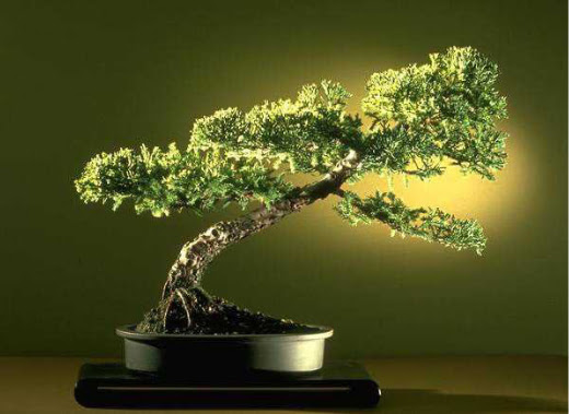 ithal bonsai saksi �i�egi Ankara Panora AVM �i�ek�i ma�azas�