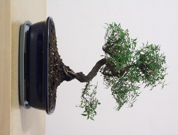ithal bonsai saksi �i�egi Ankara Arcadium Al��veri� Merkezi AVM �i�ek sipari�i