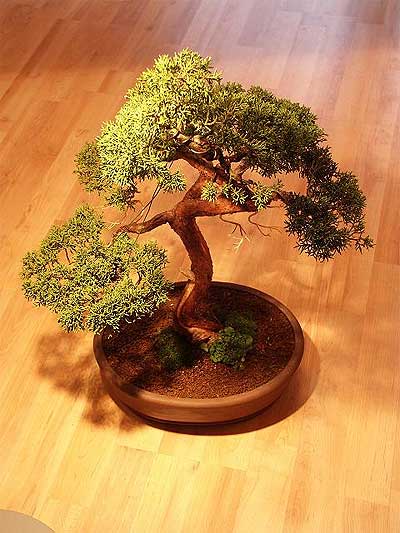 ithal bonsai saksi �i�egi Ankara G�lba�� �ar�� AVM �i�ek ma�azas� , �i�ek�i adresleri