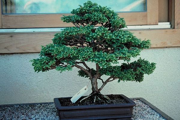 ithal bonsai saksi �i�egi Ankara Atlantis al��veri� e�lence merkezi AVM �i�ek sipari�i �i�ek�iler