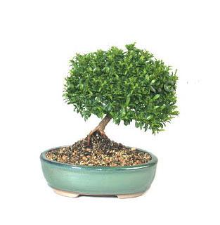 ithal bonsai saksi �i�egi Ankara Acity Premium Outlet AVM cicekciler , cicek siparisi
