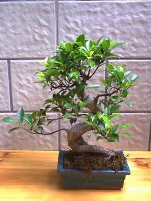 ithal bonsai saksi �i�egi Ankara Bat� Park AVM hediye sevgilime hediye �i�ek