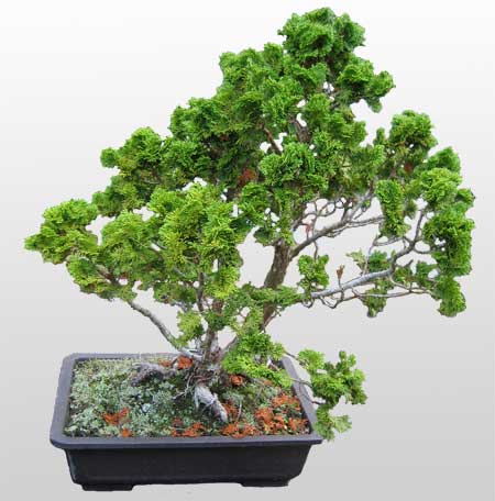 ithal bonsai saksi �i�egi Ankara Nata Vega AVM �i�ek�iler