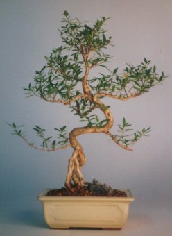 Ankara Taurus AVM �i�ek�iler �i�ek sat��� ithal bonsai saksi �i�egi Ankara Arcadium Al��veri� Merkezi AVM �i�ek sipari�i