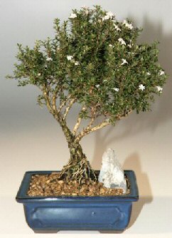 Ankara K�z�lay Al��veri� Merkezi AVM �i�ek �i�ek�i , �i�ek�ilik  ithal bonsai saksi �i�egi Ankara Gordion Al��veri� Merkezi AVM online �i�ek g�nderme sipari�