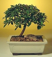 Ankara Karum i� ve al��veri� merkezi AVM ucuz �i�ek g�nder ithal bonsai saksi �i�egi Ankara Podium AVM  cicek , cicekci 