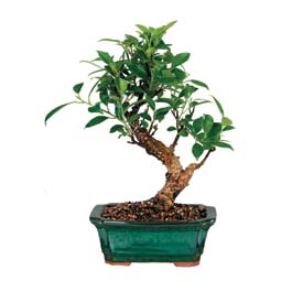 Ankara Next Level AVM �i�ek sipari�i sitesi ithal bonsai saksi �i�egi Ankara Gimsa AVM �i�ek online �i�ek sipari�i