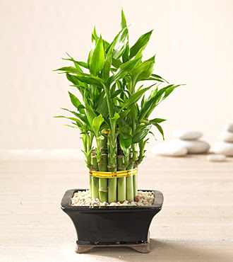 Lucky Bamboo saksi �i�egi Ankara ATG Ankara Tren Gar� AVM �i�ek sat���