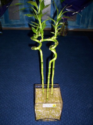 Lucky Bamboo 3 adet saksi �i�egi Ankara Acity Premium Outlet AVM cicekciler , cicek siparisi