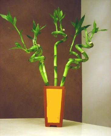 Lucky Bamboo 5 adet vazo i�erisinde Ankara ATG Ankara Tren Gar� AVM �i�ek sat���