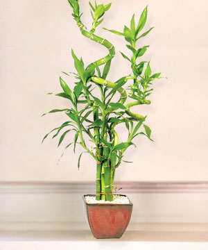 Lucky Bamboo sans melegi �i�egi Ankara Gordion Al��veri� Merkezi AVM online �i�ek g�nderme sipari�