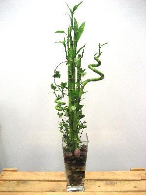Lucky Bamboo sans melegi �i�egi Ankara Podium AVM  cicek , cicekci 
