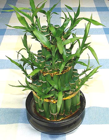 Lucky Bamboo sans melegi �i�egi Ankara Cepa Al��veri� Merkezi AVM �i�ek�iler
