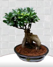saks� �i�e�i japon a�ac� bonsai Ankara G�lba�� Evsa Y�lpa AVM kaliteli taze ve ucuz �i�ekler