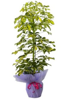 Schefflera Tekli �� mnekan saks� �i�e�i Ankara Panora AVM �i�ek�i ma�azas�