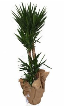 3 l� Yucca i� mekan saks� �i�e�i Ankara Akvaryum AVM �i�ek yolla