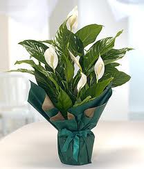 Spatifilyum Bar�� �i�e�i B�y�k boy Ankara Eryaman G�ksu AVM �i�ek servisi , �i�ek�i adresleri
