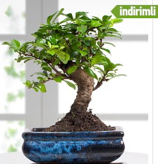 Bonsai japon a�ac� Ankara Taurus AVM �i�ek�iler �i�ek sat���