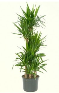 7 li yucca saks� bitkisi Ankara Eryaman G�ksu AVM �i�ek servisi , �i�ek�i adresleri