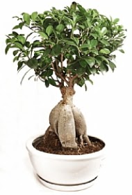 Bonsai japon a�ac� yaprak d�kmeyen Ankara Antares Al��veri� merkezi AVM �i�ek yolla