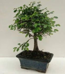 Bonsai saks� bitkisi japon a�ac� Ankara Akvaryum AVM �i�ek yolla
