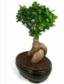 Bonsai saks� bitkisi japon a�ac� Ankara Next Level AVM �i�ek sipari�i sitesi