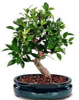 5 ya��nda japon a�ac� bonsai bitkisi Ankara Akvaryum AVM �i�ek yolla