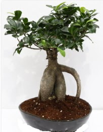 5 ya��nda japon a�ac� bonsai bitkisi Ankara ATG Ankara Tren Gar� AVM �i�ek sat���