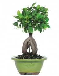 5 ya��nda japon a�ac� bonsai bitkisi Ankara Podium AVM  cicek , cicekci 