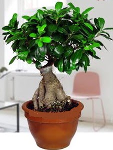 5 ya��nda japon a�ac� bonsai bitkisi Ankara Gordion Al��veri� Merkezi AVM online �i�ek g�nderme sipari�