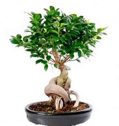 Bonsai Japon a�ac� saks� bitkisi Ankara Atlantis al��veri� e�lence merkezi AVM �i�ek sipari�i �i�ek�iler