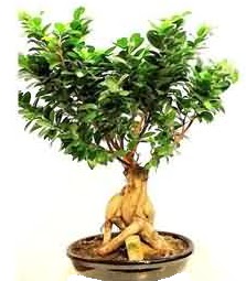Bonsai Japon a�ac� saks� bitkisi Ankara Next Level AVM �i�ek sipari�i sitesi