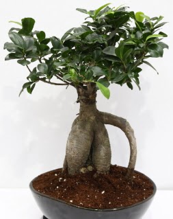 Japon a�ac� bonsai saks� bitkisi Ankara Antares Al��veri� merkezi AVM �i�ek yolla
