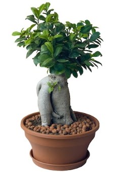 Japon a�ac� bonsai saks� bitkisi Panora AVM Ankara �i�ek g�nderme