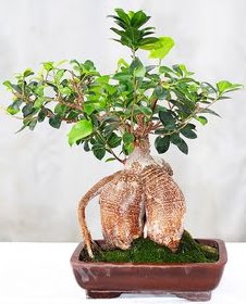 Japon a�ac� bonsai saks� bitkisi Ankara Karum i� ve al��veri� merkezi AVM ucuz �i�ek g�nder