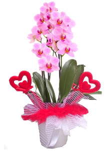 2 dall� mor orkide 2 kalp �ubuk Ankara Forum Outlet AVM �i�ek�i �i�ek sipari�i