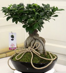 Japon a�ac� bonsai sat��� Ankara Eryaman G�ksu AVM �i�ek servisi , �i�ek�i adresleri