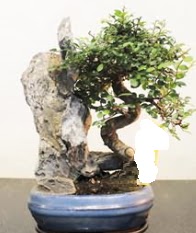 Japon a�ac� bonsai saks� bitkisi sat��� Ankara ATG Ankara Tren Gar� AVM �i�ek sat���