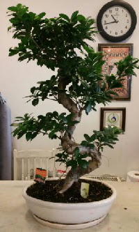 100 cm y�ksekli�inde dev bonsai japon a�ac� Ankara Nata Vega AVM �i�ek�iler