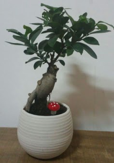 Bonsai japon a�ac� saks� �i�e�i Ankara FTZ Al��veri� merkezi AVM �i�ek�iler �i�ek g�nder