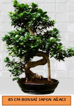 85 CM Japon a�ac� Bonsai saks� bitkisi Ankara Karum i� ve al��veri� merkezi AVM ucuz �i�ek g�nder