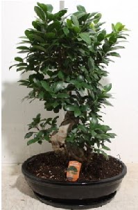 75 CM Ginseng bonsai Japon a�ac� Ankara Forum Outlet AVM �i�ek�i �i�ek sipari�i